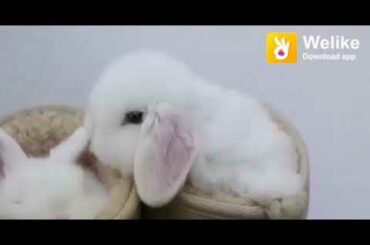 Cute rabbit