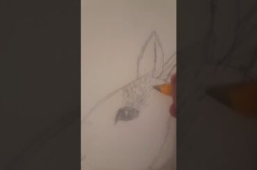 How yo draw a bunny