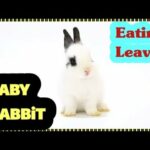 Wow! A Cute Baby Rabbit | Eating Green Leaves