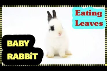 Wow! A Cute Baby Rabbit | Eating Green Leaves