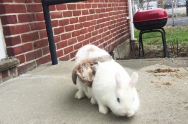 Determined Rabbit Won’t Give Up