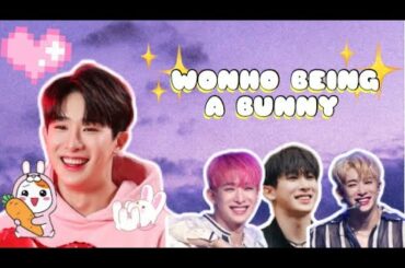 Wonho being a cute bunny cute moments