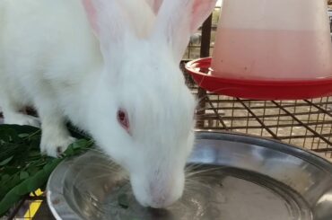 Cute rabbit compilation part 2