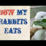 How my rabbits ( kukku, mukku,chiku & piku) eats.cute and funny...