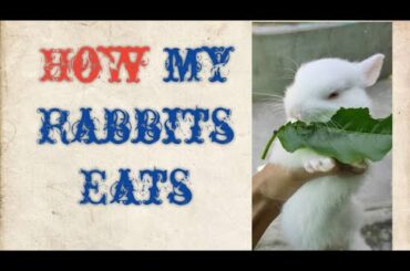 How my rabbits ( kukku, mukku,chiku & piku) eats.cute and funny...