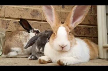 lucy,pinky and leo laying together