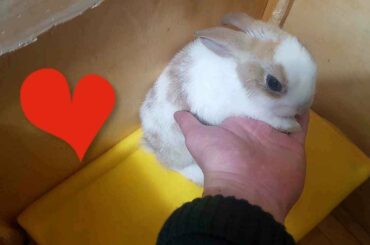 아기토끼❤입양했어요(Baby rabbit)[옥탑방거북이]