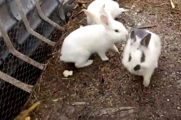 Funny And Cute 5Bunny Rabbit Video---Beautiful bunny family---Cute Bunny Jumping