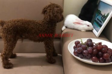 Funny Baby Bunny Rabbit and Dog Videos | Cute Rabbits