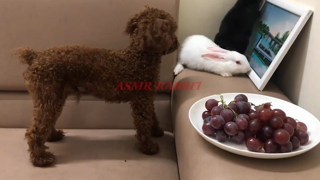 Funny Baby Bunny Rabbit and Dog Videos | Cute Rabbits
