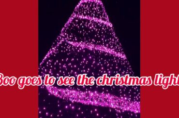 Rabbit goes to see the christmas lights #bunny