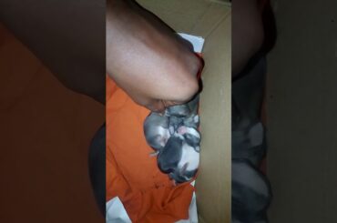 Rabbit new born babies how cute