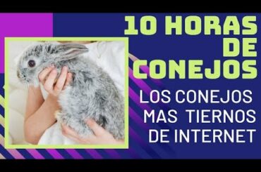 10 HORAS DE VIDEOS DE CONEJOS