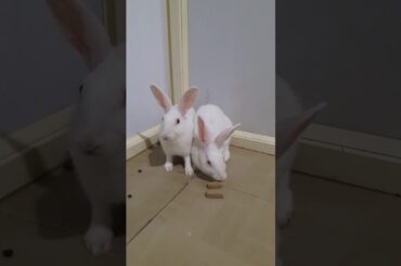 Cute Albino rabbit