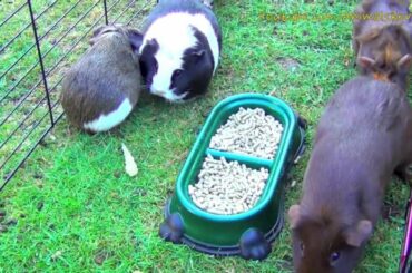 White Baby Bunny Rabbit and Guinea Pigs