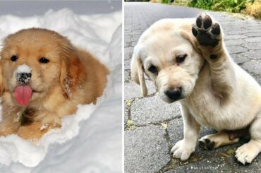 Cutest baby animal video 2020 | Cute Animals 1