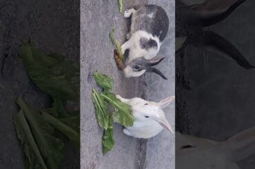 Cute..rabbit