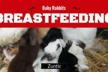 Rabbit nursing two weeks old baby bunnies - mother rabbit breastfeeding