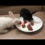 Funny Baby Bunny Rabbit and Dog Videos | Cute Rabbits# 1