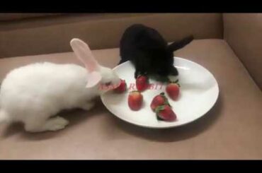 Funny Baby Bunny Rabbit and Dog Videos | Cute Rabbits# 1