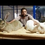 Biggest Rabbit in world Top Quality have Waqar Angora rabbit bunny