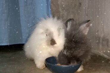 Cute ng mga rabbit kumain, ang sarap nila panuorin