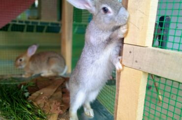 My cute bunnies playing and | eating Mit haustieren