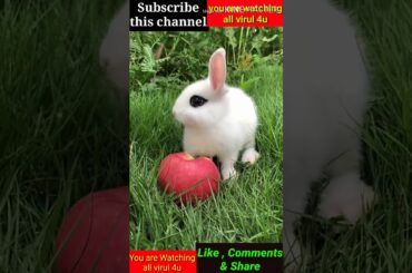 Cute Baby Rabbit & Dogs🐕....