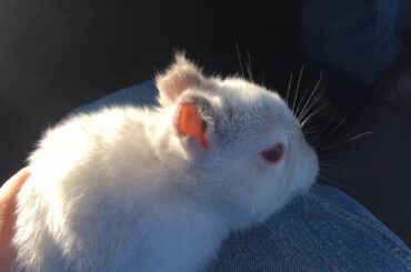 Cute baby rabbit is Named lucky because he’s lucky to be alive