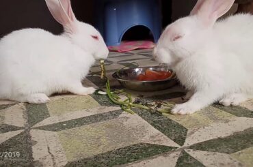 so cute 🥰 baby rebbit ||part 2 ||animals pets