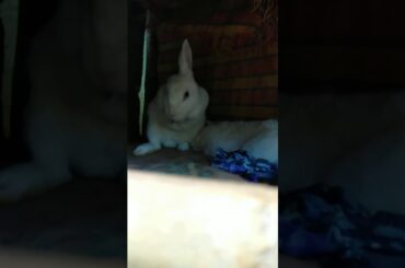 Cute Bunny 🐰😍 (I miss you Dagol 😭)