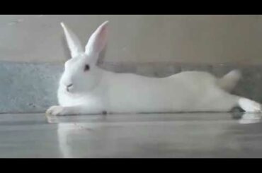 my rabbit l cute rabbit l love for rabbits
