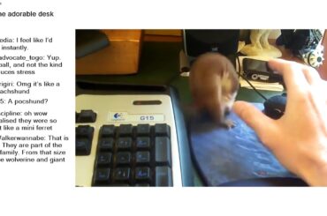 Top Reddit Video - Aww: Ozzy, the adorable desk weasel!