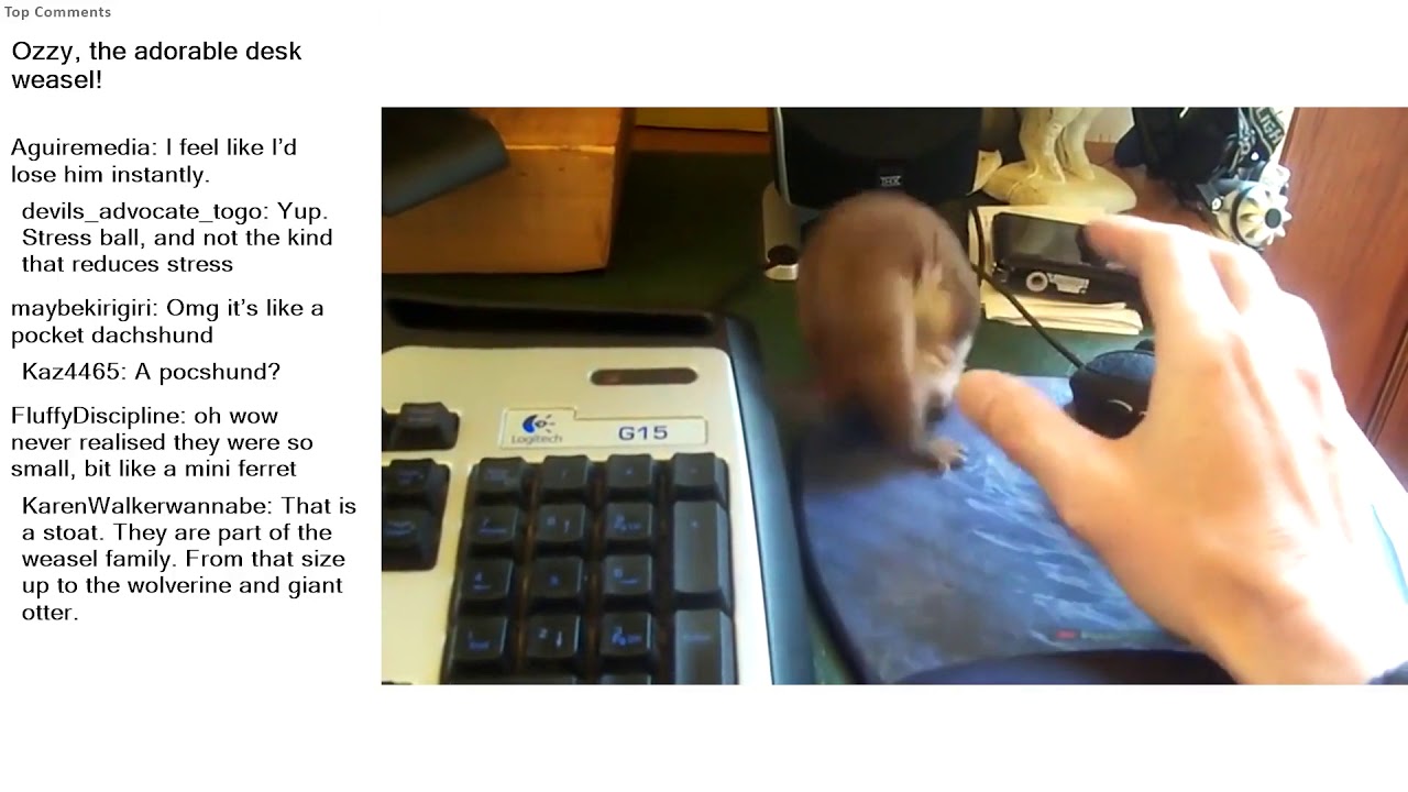 Top Reddit Video - Aww: Ozzy, the adorable desk weasel!