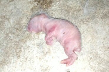 Bunny rabbit delivered to baby rabbit | MC Cartoon |