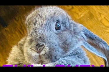 Meet Shadow My Cute Little Bunny🤗🐰