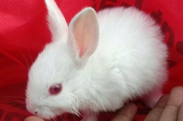 REALLY CUTE 😍 WHITE RABBIT IS HERE