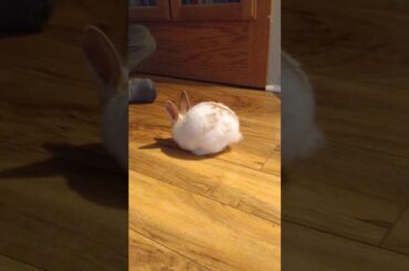 Super cute baby bunny!!!!!