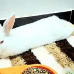 Smart bunny using his litter box independently. He is house trained and very cute.