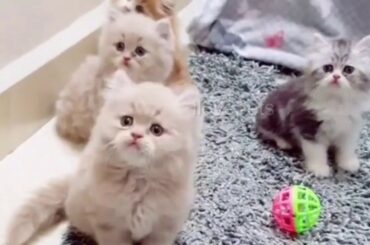 CUTE MOMENTS OF KITTENS AND BUNNIES