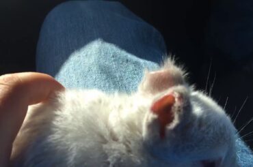 A cute little baby rabbit named lucky because he’s lucky to be alive