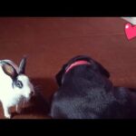 My Rabbit wants to play with his dog brothers