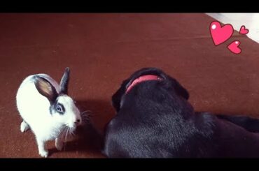 My Rabbit wants to play with his dog brothers