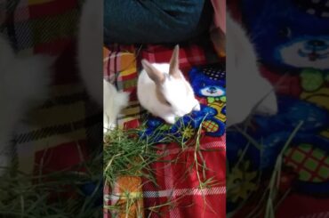 Cute bunny 🐇🐇🐇🐇🐰🐰🐰