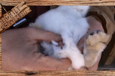 How to Tell the Gender of Baby Rabbits - The SR Rabbit Update 1-10-17