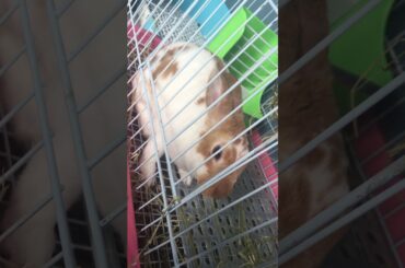 Asmr cute rabbit eating