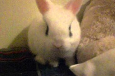 Cute rabbit / Conejito lindo