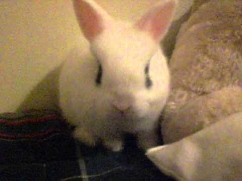 Cute rabbit / Conejito lindo
