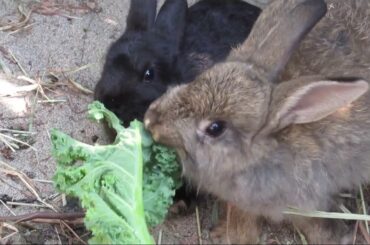 Black and Gray Young Bunny Rabbits Feeding on Vegetables 2019