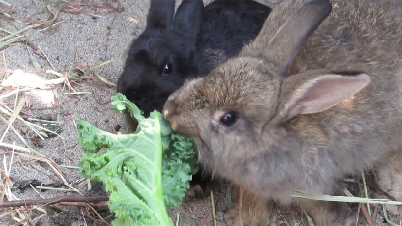 Black and Gray Young Bunny Rabbits Feeding on Vegetables 2019